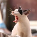 自宅で猫を飼うためには？専門家の吉野氏まとめ